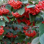 Cotoneaster red cluster berry