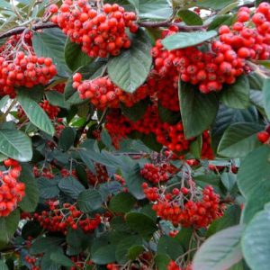 Animal Resistant Cotoneaster