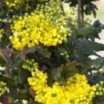 Oregon Grape Holly