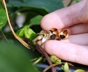 Seed morning glory