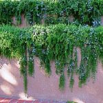 rosemary trailing over a wall