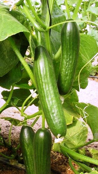 pruning cucumber plants download free