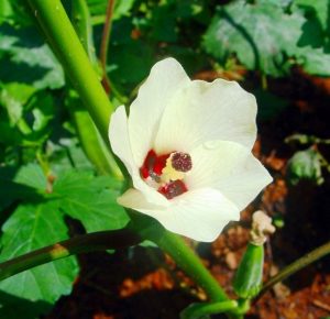 Okra lady finger