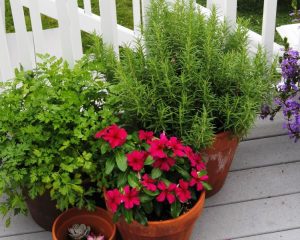 Rosemary in porch pots