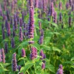 Agastache