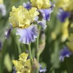 Bearded Iris