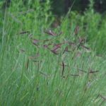 Blue Grama Grass