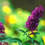 Butterfly Bush