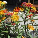 Butterfly Weed