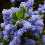 Ceanothus