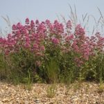 Centranthus