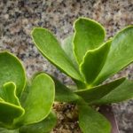 Cotyledon