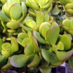 Crassula