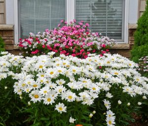 Leucanthemum superbum