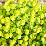 Euphorbia