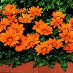 Gazania