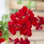 Geraniums