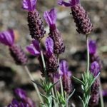 Lavandula