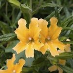 Mimulus