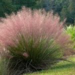 Muhly Grass