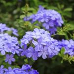 Plumbago