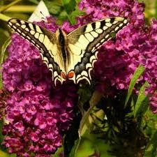 Butterfly Bush