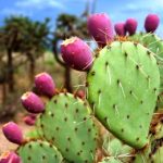 cactus prickly pear fruits