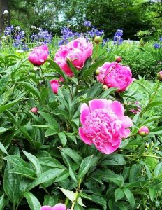 peony in pink bloom