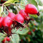 rose hips red