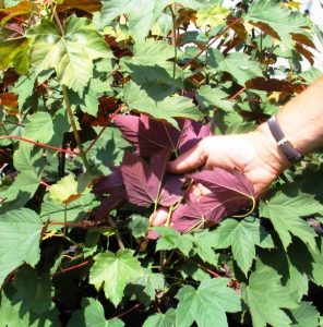 Regal Petticoat Maple