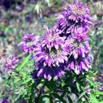 Bee Balm