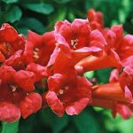 Trumpet Vine