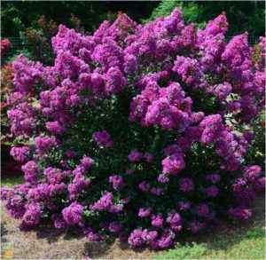 Crape Myrtle