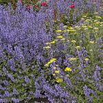 catmint blue in bloom