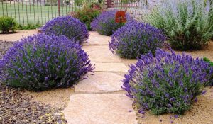 lavender in the landscape