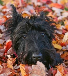 scotty-in-the-leaves