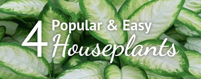 houseplants-banner