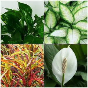 houseplants-group