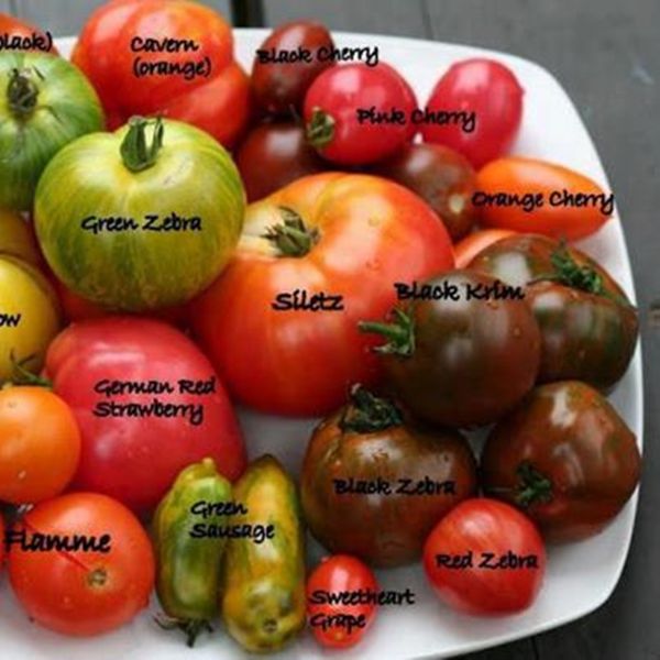 Tomato varieties