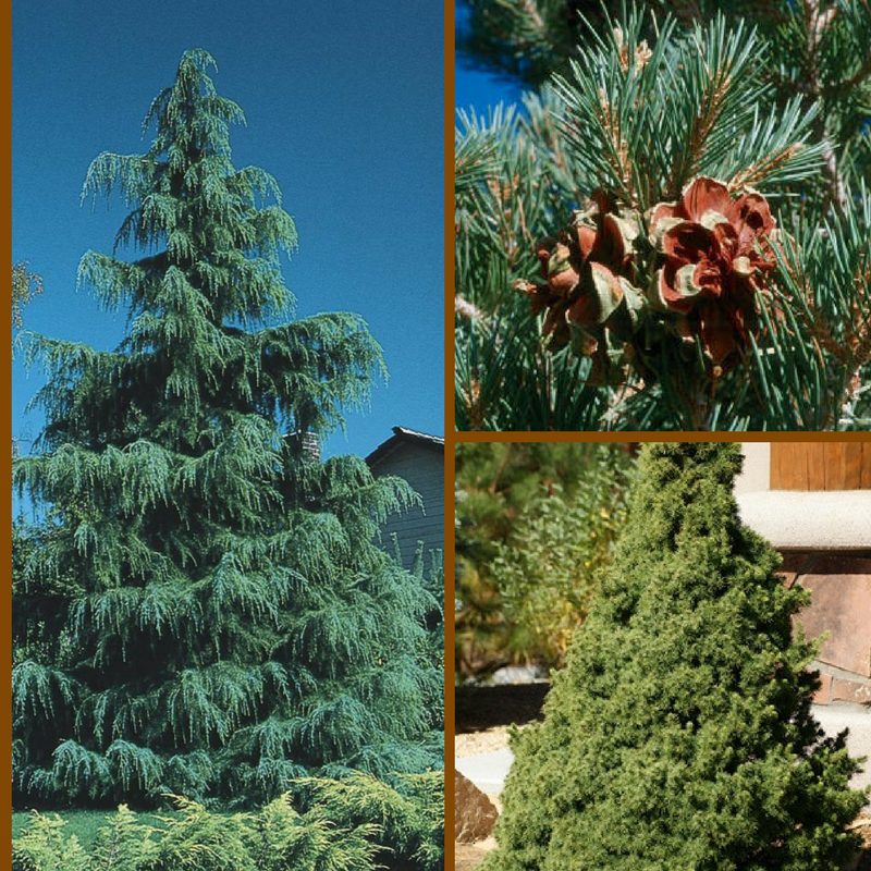 types of evergreen trees for landscaping