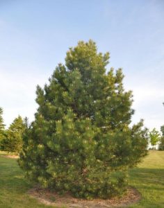 Austrian Pine in the Landscape