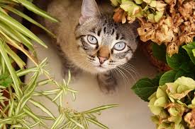 10 Cat Repellents How To Keep Cats Out Of Your Yard Watters Garden Center,Coin Dealers Near Me That Sell Coins