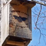 Bat House