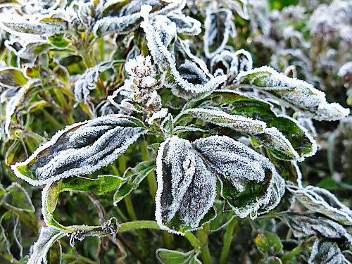 What is the difference between frost and a freeze?