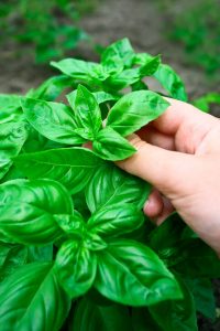 Beloved Basil the Most Popular Herb in the Garden Watters