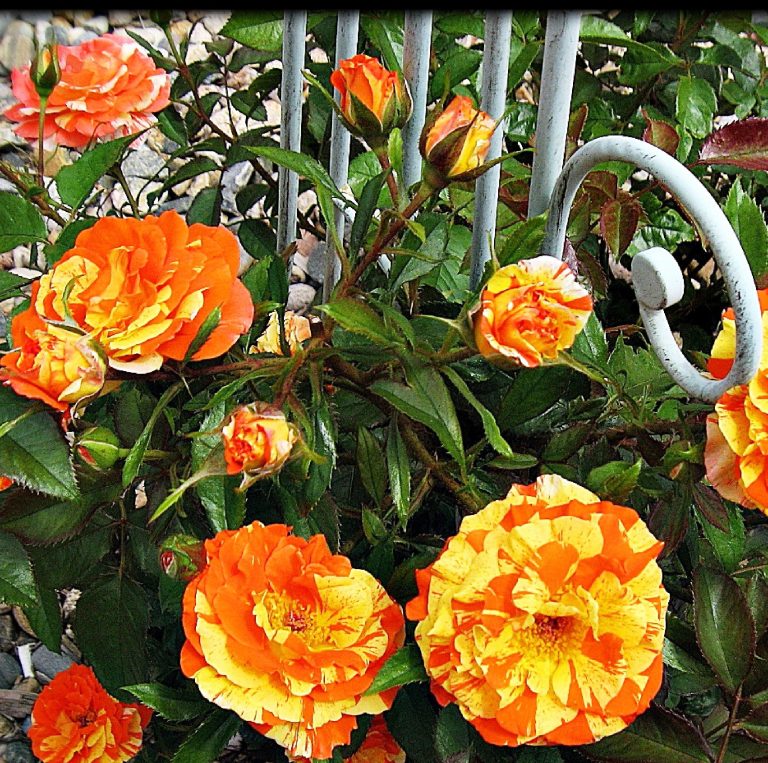 Роза оранжес энд лемонс фото и описание