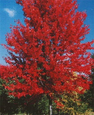 Autumn Blaze Maple in full color