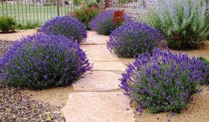 Lavender along a walkway