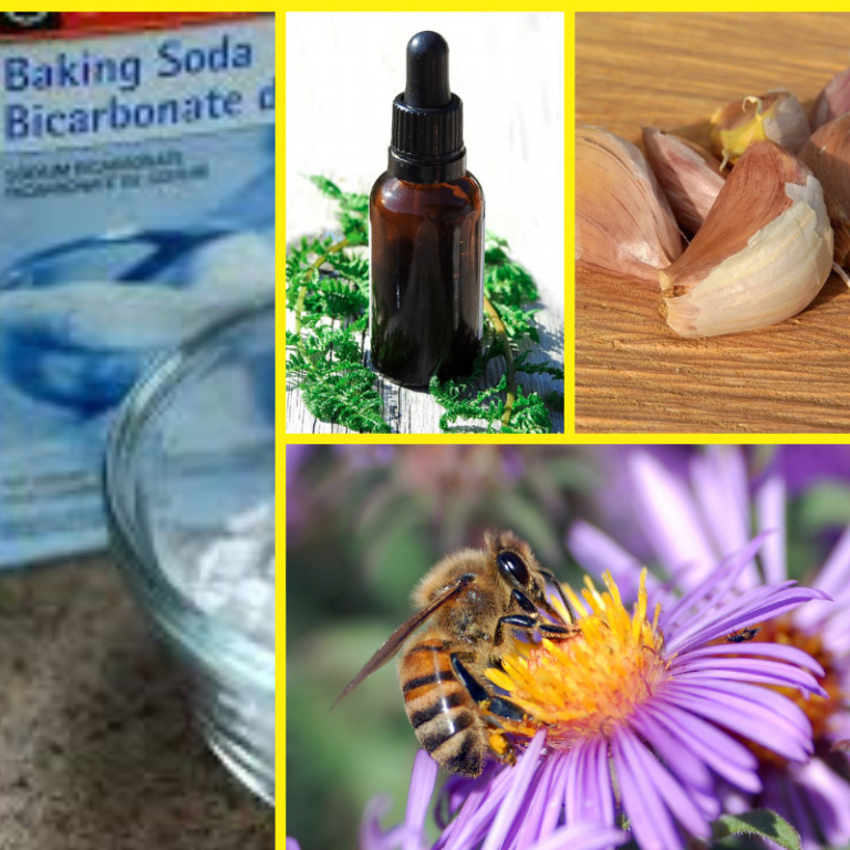 bee sting remedy pain