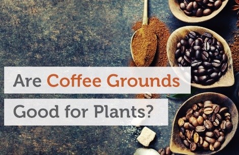 Using Coffee Grounds As Garden Fertilizer Watters Garden Center